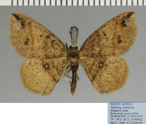 /filer/webapps/moths/media/images/S/strigata_Cabera_AM_ZSM_02.jpg