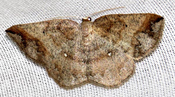 /filer/webapps/moths/media/images/S/strigata_Cabera_A_Braun_09.jpg