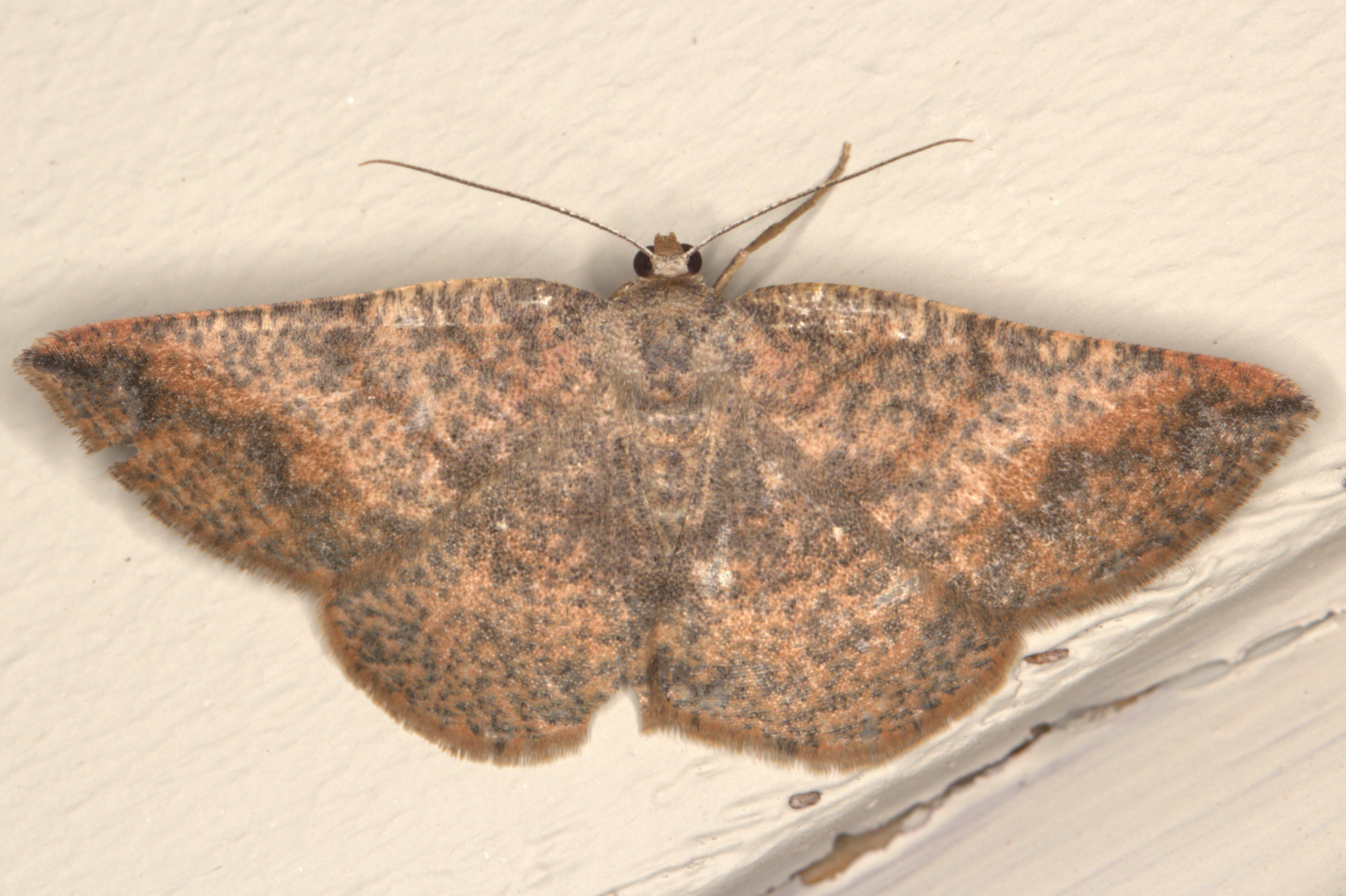 /filer/webapps/moths/media/images/S/strigata_Cabera_F_Heyns_01.jpg