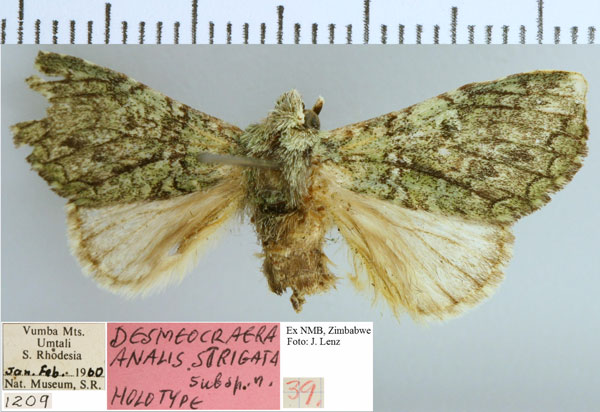 /filer/webapps/moths/media/images/S/strigata_Desmeocraera_HT_NMB.jpg