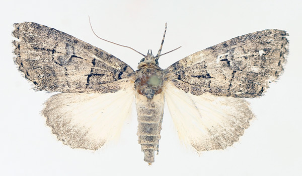 /filer/webapps/moths/media/images/S/strigata_Prionofrontia_AF_TMSA_01.jpg