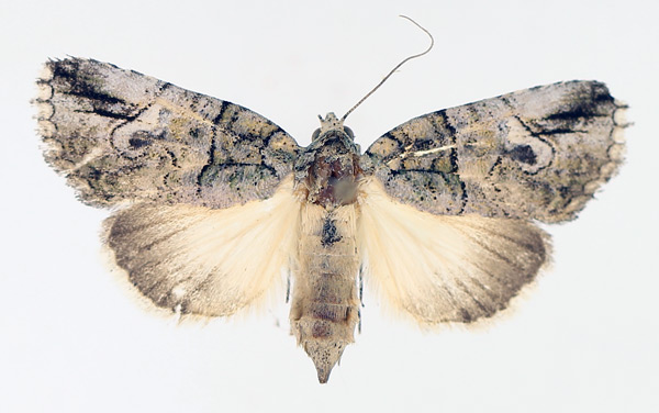 /filer/webapps/moths/media/images/S/strigata_Prionofrontia_AF_TMSA_02.jpg