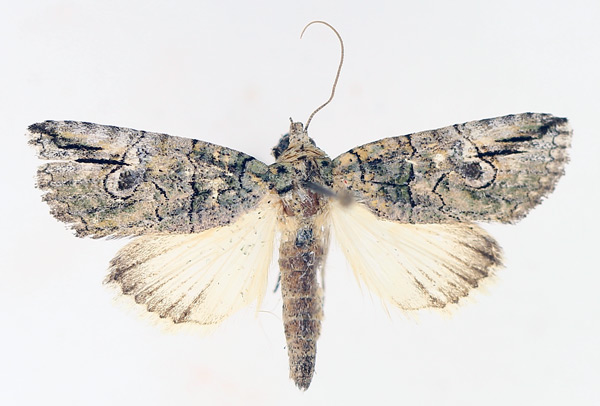/filer/webapps/moths/media/images/S/strigata_Prionofrontia_AM_TMSA_01.jpg