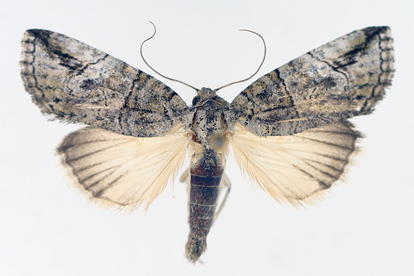 /filer/webapps/moths/media/images/S/strigata_Prionofrontia_AM_TMSA_02.jpg