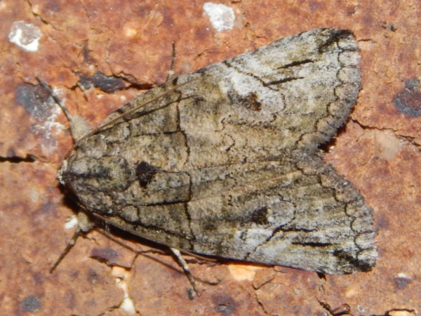 /filer/webapps/moths/media/images/S/strigata_Prionofrontia_A_Grobler.jpg