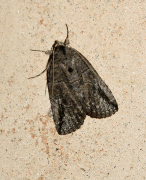 /filer/webapps/moths/media/images/S/strigata_Prionofrontia_A_Roland_01.jpg