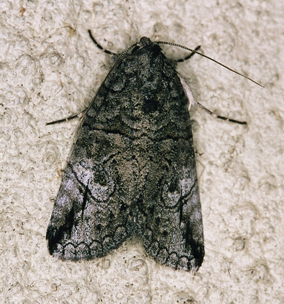 /filer/webapps/moths/media/images/S/strigata_Prionofrontia_A_Roland_01_NGJZ3vu.jpg