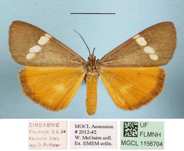 /filer/webapps/moths/media/images/S/strigata_Secusio_AF_MGCLa_02.jpg