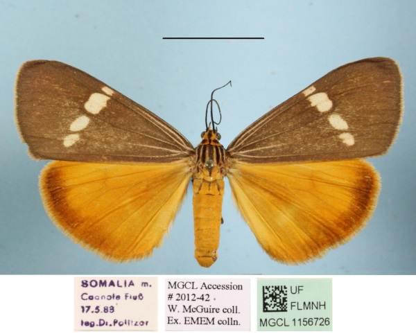 /filer/webapps/moths/media/images/S/strigata_Secusio_AF_MGCLa_03.jpg