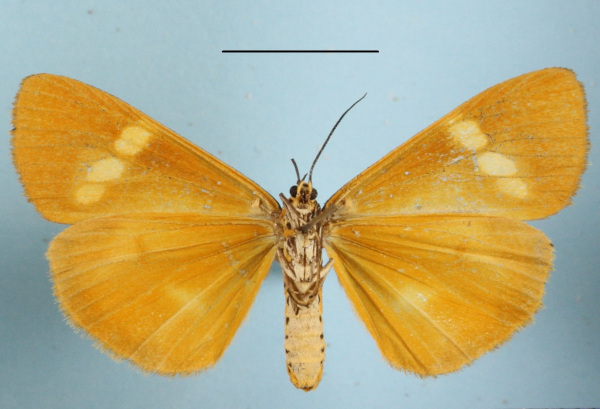 /filer/webapps/moths/media/images/S/strigata_Secusio_AF_MGCLb_02.jpg