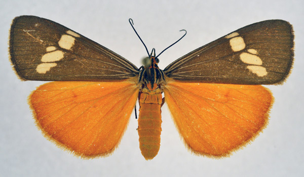 /filer/webapps/moths/media/images/S/strigata_Secusio_AF_NHMO.jpg