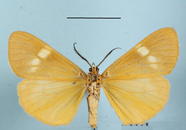 /filer/webapps/moths/media/images/S/strigata_Secusio_AM_MGCLb_01.jpg