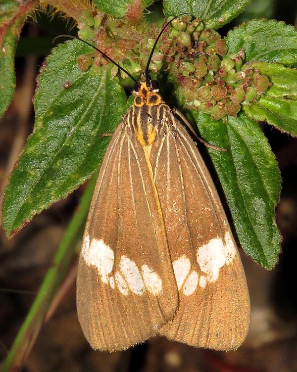 /filer/webapps/moths/media/images/S/strigata_Secusio_A_Braun_09.jpg