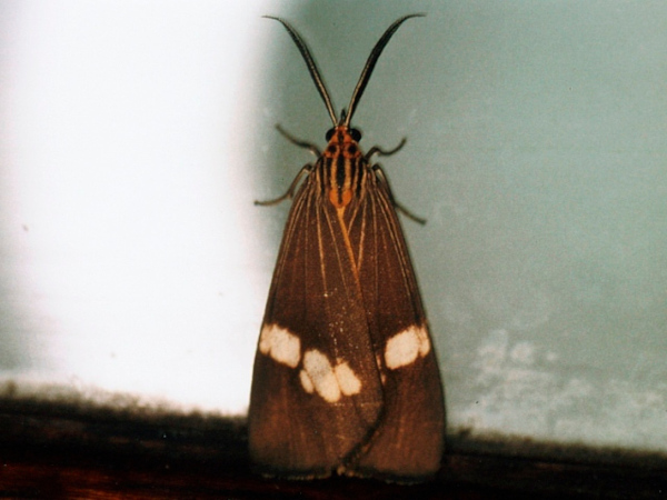 /filer/webapps/moths/media/images/S/strigata_Secusio_A_Roland.jpg