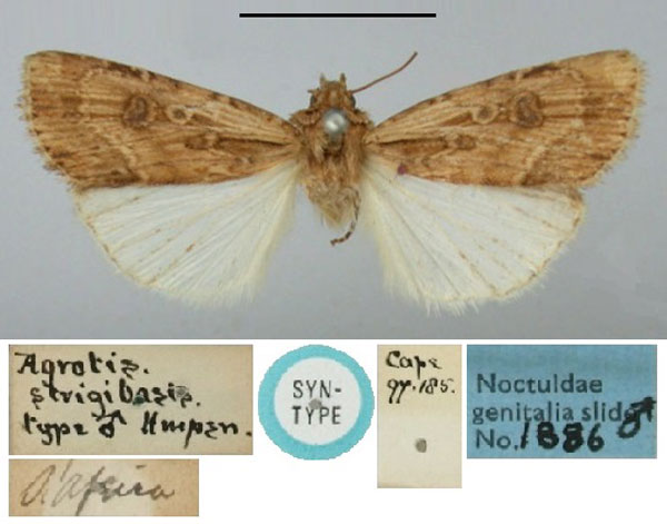 /filer/webapps/moths/media/images/S/strigibasis_Agrotis_ST_BMNH.jpg