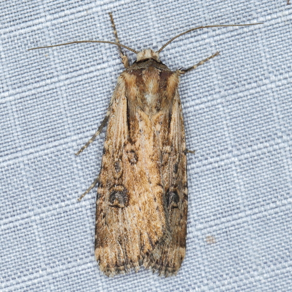 /filer/webapps/moths/media/images/S/strigibasis_Micragrotis_A_Heyns_01.JPG