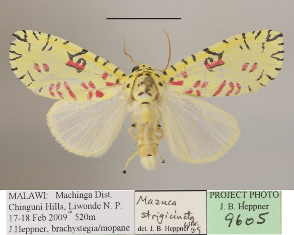 /filer/webapps/moths/media/images/S/strigicincta_Mazuca_A_MGCLa_01.JPG