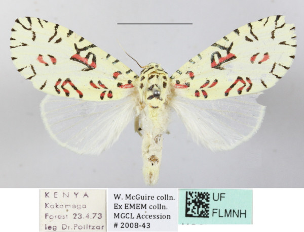 /filer/webapps/moths/media/images/S/strigicincta_Mazuca_A_MGCLa_02.JPG