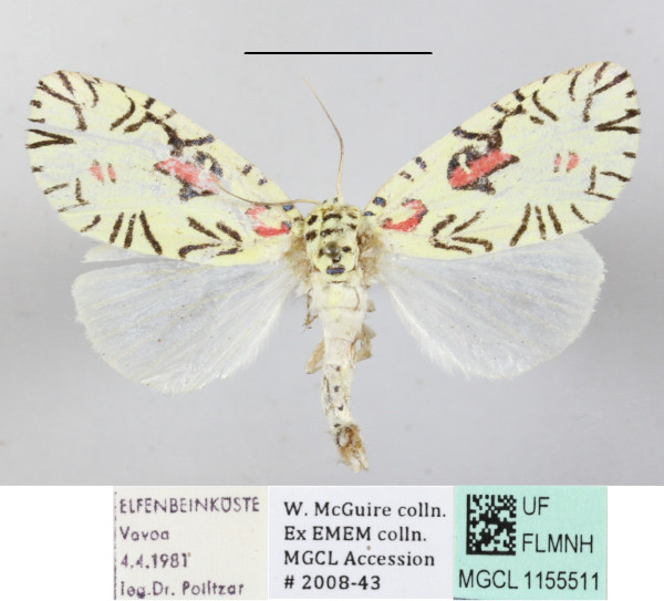/filer/webapps/moths/media/images/S/strigicincta_Mazuca_A_MGCLa_03.JPG