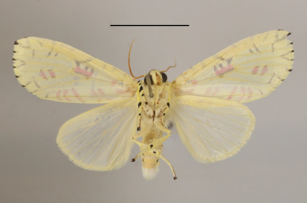 /filer/webapps/moths/media/images/S/strigicincta_Mazuca_A_MGCLb_01.JPG