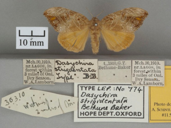 /filer/webapps/moths/media/images/S/strigidentata_Dasychira_HTF_OUMNHa_01.jpg