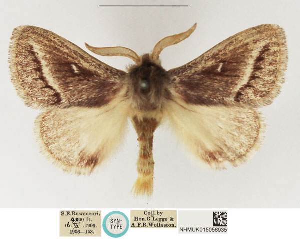 /filer/webapps/moths/media/images/S/strigifascia_Beralade_STM_NHMUK_02.jpg