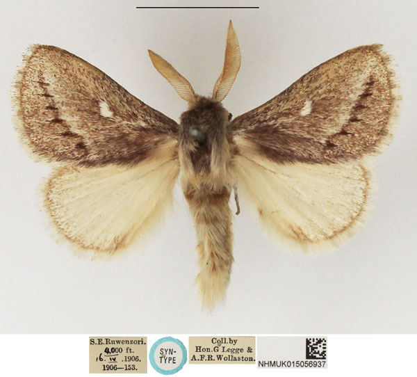 /filer/webapps/moths/media/images/S/strigifascia_Beralade_STM_NHMUK_03.jpg