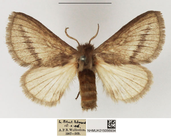 /filer/webapps/moths/media/images/S/strigifascia_Sena_AF_NHMUK_01.jpg
