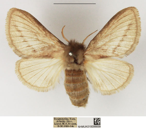 /filer/webapps/moths/media/images/S/strigifascia_Sena_AF_NHMUK_02.jpg