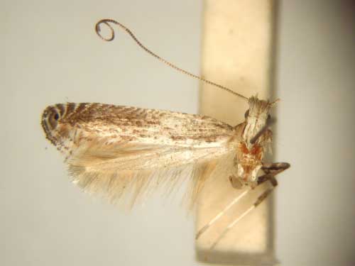 /filer/webapps/moths/media/images/S/strigifera_Graphiocephala_HT_TMSA6089.jpg