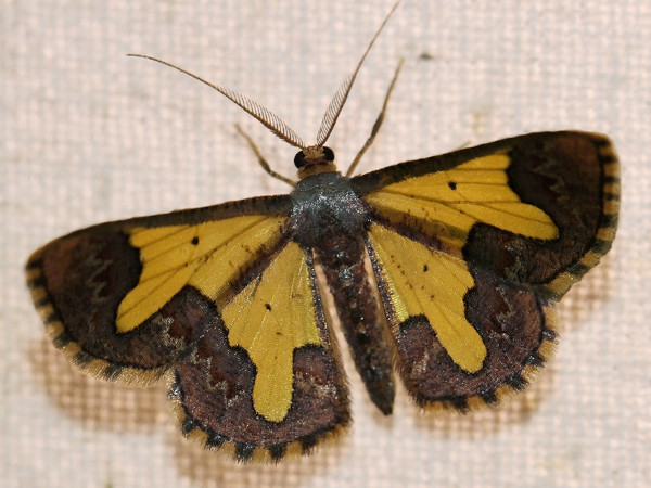 /filer/webapps/moths/media/images/S/strigilecula_Zamarada_A_Wursten.jpg