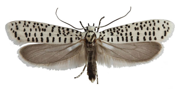 /filer/webapps/moths/media/images/S/strigillatus_Yponomeuta_AF_Agassiz.jpg