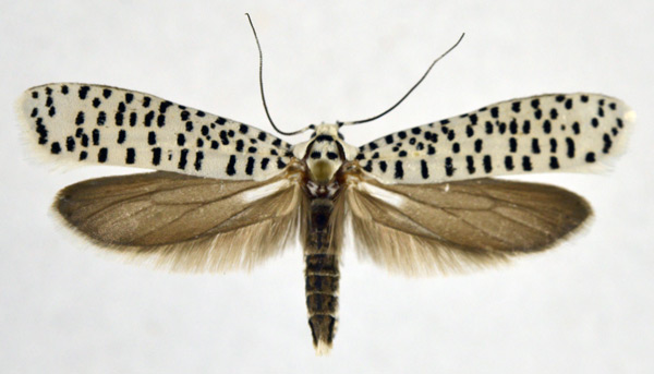 /filer/webapps/moths/media/images/S/strigillatus_Yponomeuta_AF_NHMO.jpg