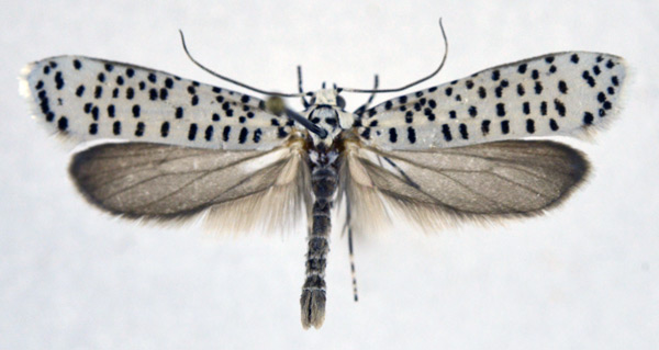 /filer/webapps/moths/media/images/S/strigillatus_Yponomeuta_AM_NHMO.jpg