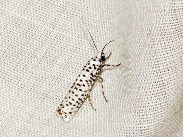 /filer/webapps/moths/media/images/S/strigillatus_Yponomeuta_A_Braun.jpg