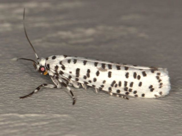/filer/webapps/moths/media/images/S/strigillatus_Yponomeuta_A_Heyns.jpg