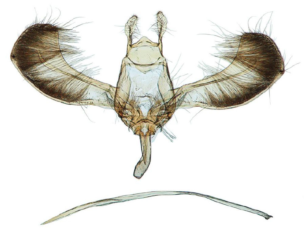 /filer/webapps/moths/media/images/S/strigillatus_Yponomeuta_GMPLT_BMNH_28367.jpg