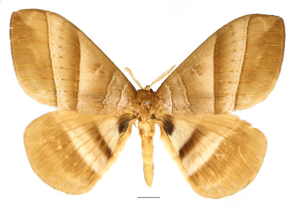 /filer/webapps/moths/media/images/S/strigina_Striginiana_AM_Basquin_02.jpg