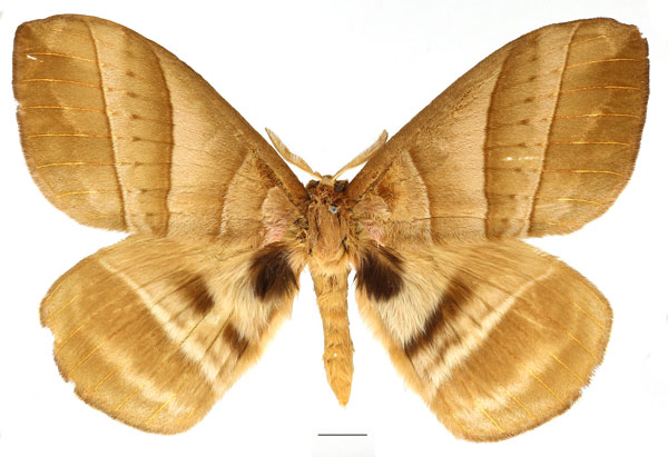 /filer/webapps/moths/media/images/S/strigina_Striginiana_AM_Basquin_03.jpg