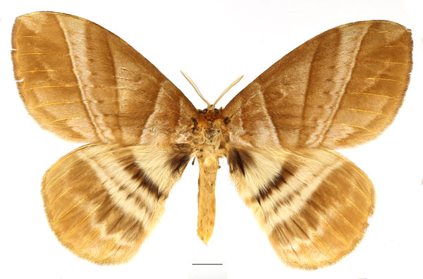 /filer/webapps/moths/media/images/S/strigina_Striginiana_AM_Basquin_04.jpg
