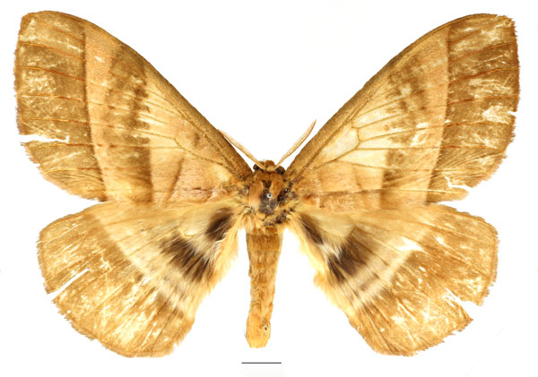 /filer/webapps/moths/media/images/S/strigina_Striginiana_AM_Basquin_05.jpg