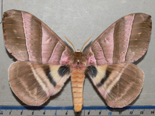 /filer/webapps/moths/media/images/S/strigina_Striginiana_A_Goff.jpg