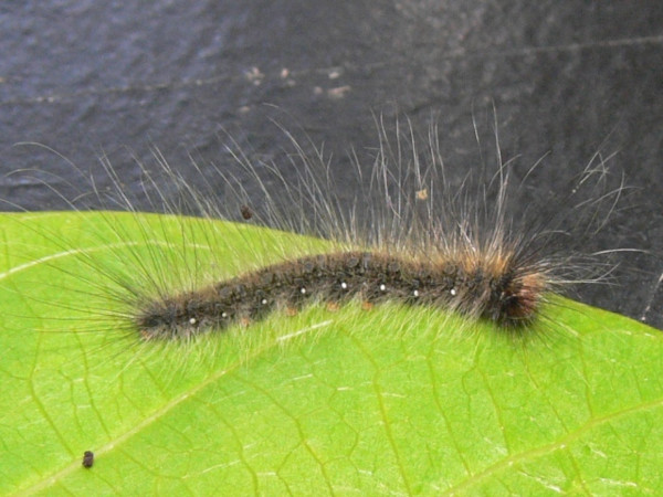 /filer/webapps/moths/media/images/S/strigina_Striginiana_C_Goff_01.jpg