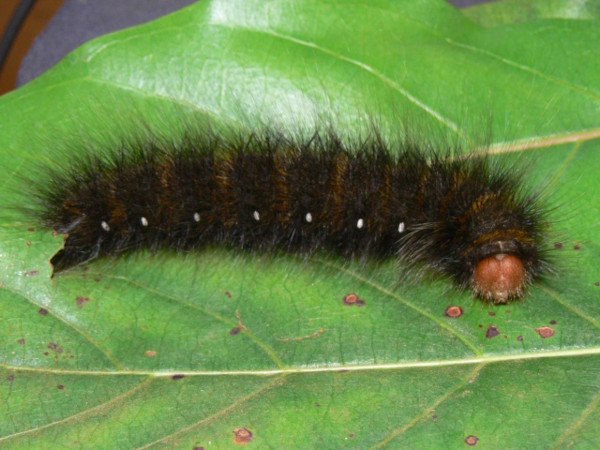 /filer/webapps/moths/media/images/S/strigina_Striginiana_C_Goff_02.jpg