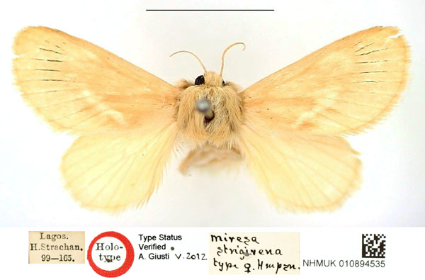 /filer/webapps/moths/media/images/S/strigivena_Miresa_HT_BMNH_JTG1Gu3.jpg