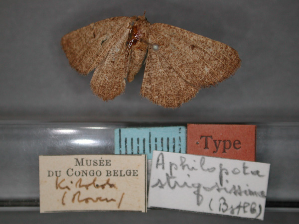 /filer/webapps/moths/media/images/S/strigosissima_Aphilopota_ST_RMCA_01.jpg