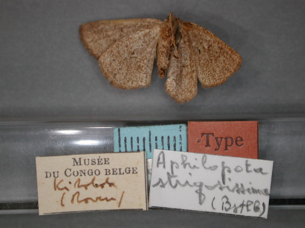 /filer/webapps/moths/media/images/S/strigosissima_Aphilopota_ST_RMCA_02.jpg