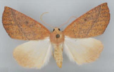 /filer/webapps/moths/media/images/S/strigulata_Terpnostola_HT_TMSA.jpg