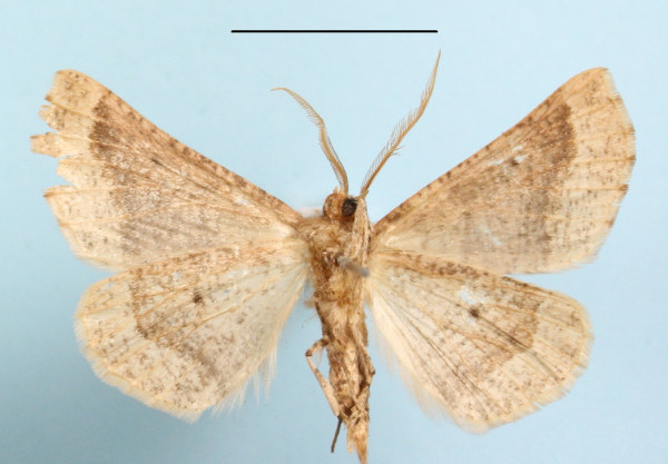/filer/webapps/moths/media/images/S/strigulosa_Drepanogynis_A_MGCLb_01.JPG