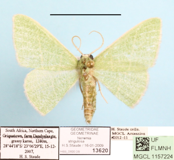 /filer/webapps/moths/media/images/S/strigulosa_Neromia_A_MGCLa_01.JPG
